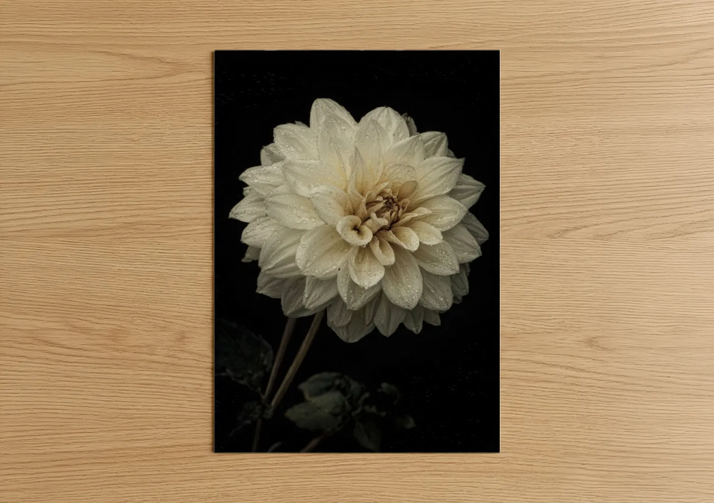 Art print on warm oak wood — cream and black palette — Cream Dahlia Bloom poster