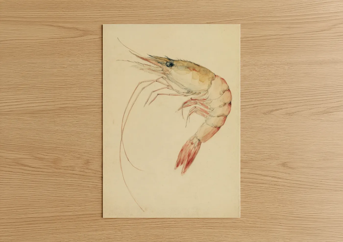Seafood art print on warm oak wood — cream and peach palette — Coral Shrimp Study poster