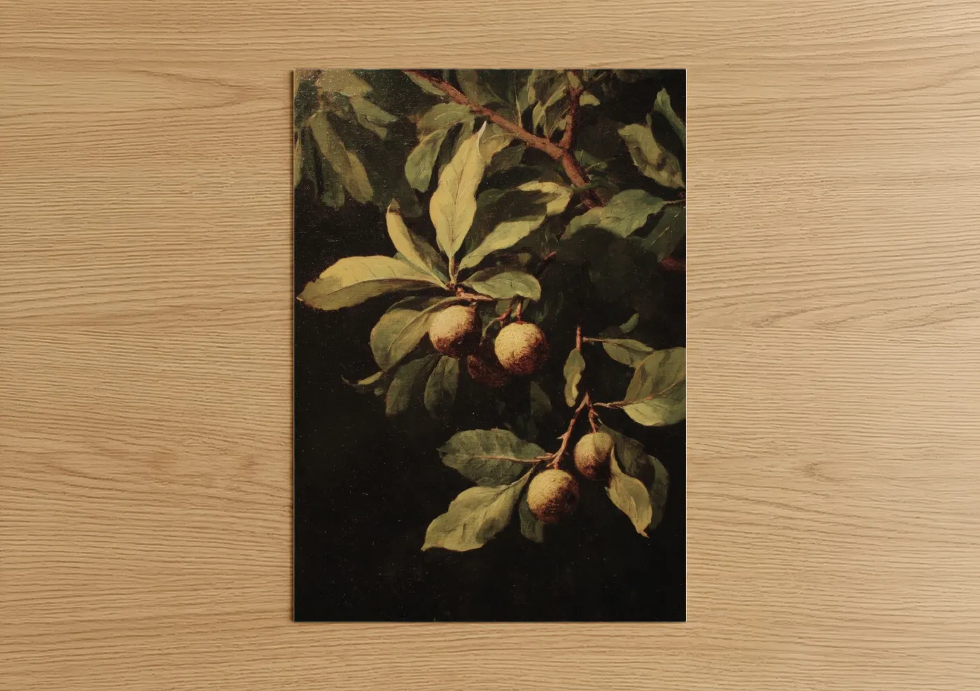 Medlar Fruit Study Classic Botanical Wall Art