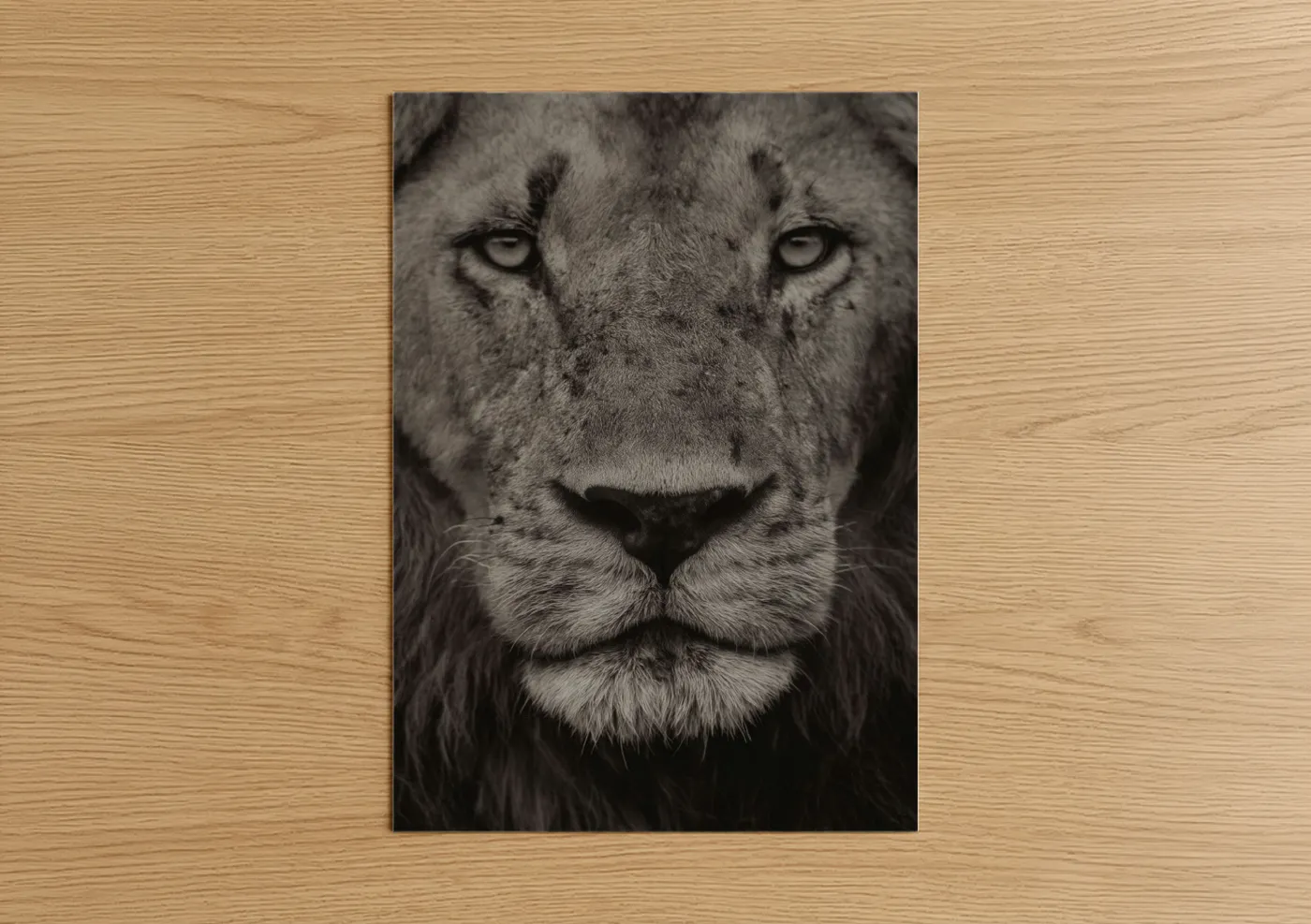 Black and White Lion Portrait Photography Wall Art