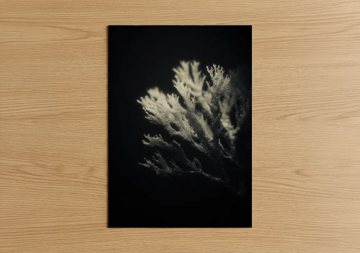 Art print on warm oak wood — black and white and gray palette — Luminous Coral poster