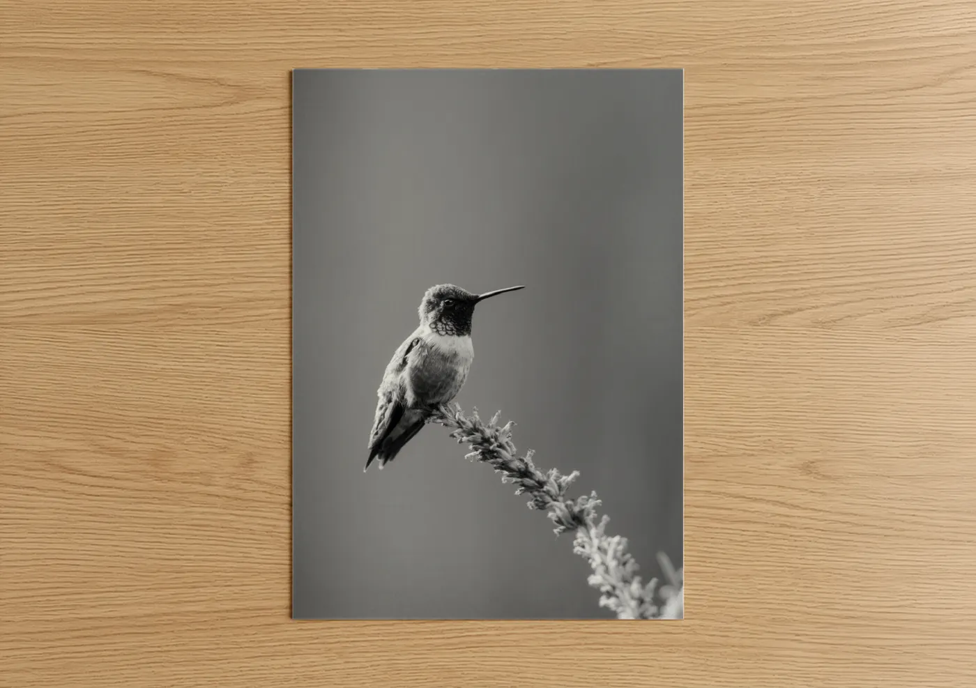 Hummingbird Perched Branch Black White Wall Art