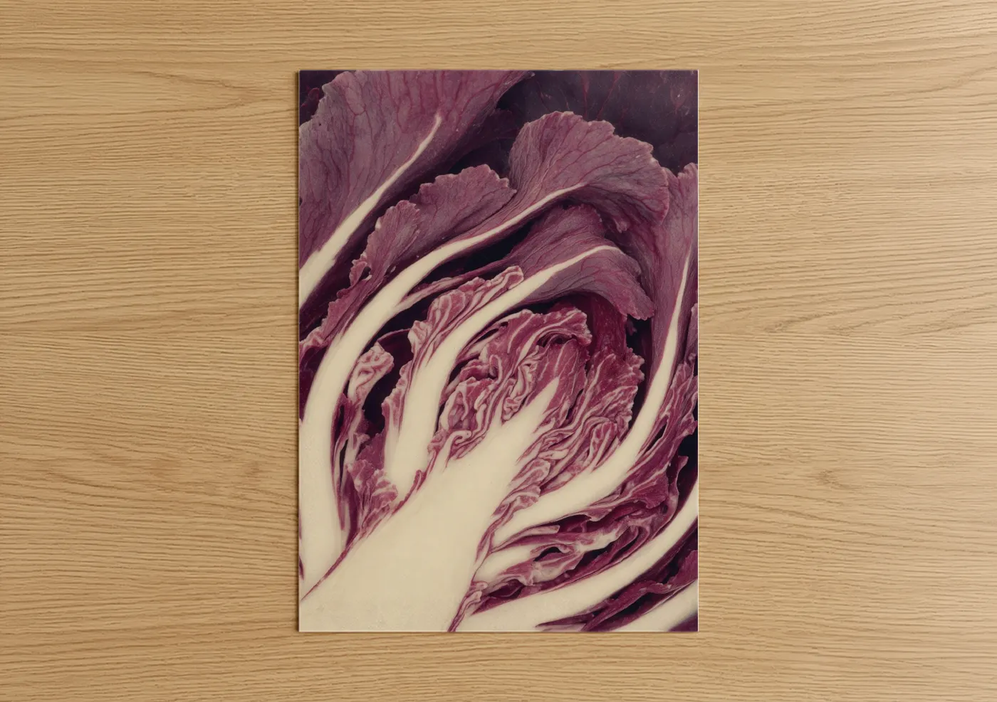 Vegetable art print on warm oak wood — magenta and cream palette — Purple Cabbage Layers poster