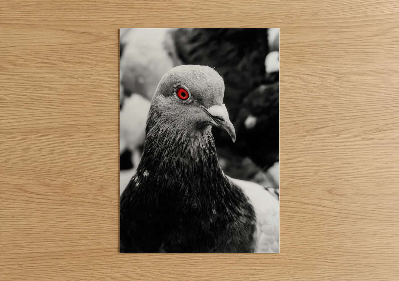 Art print on warm oak wood — black and white and red palette — Red-Eyed Pigeon poster