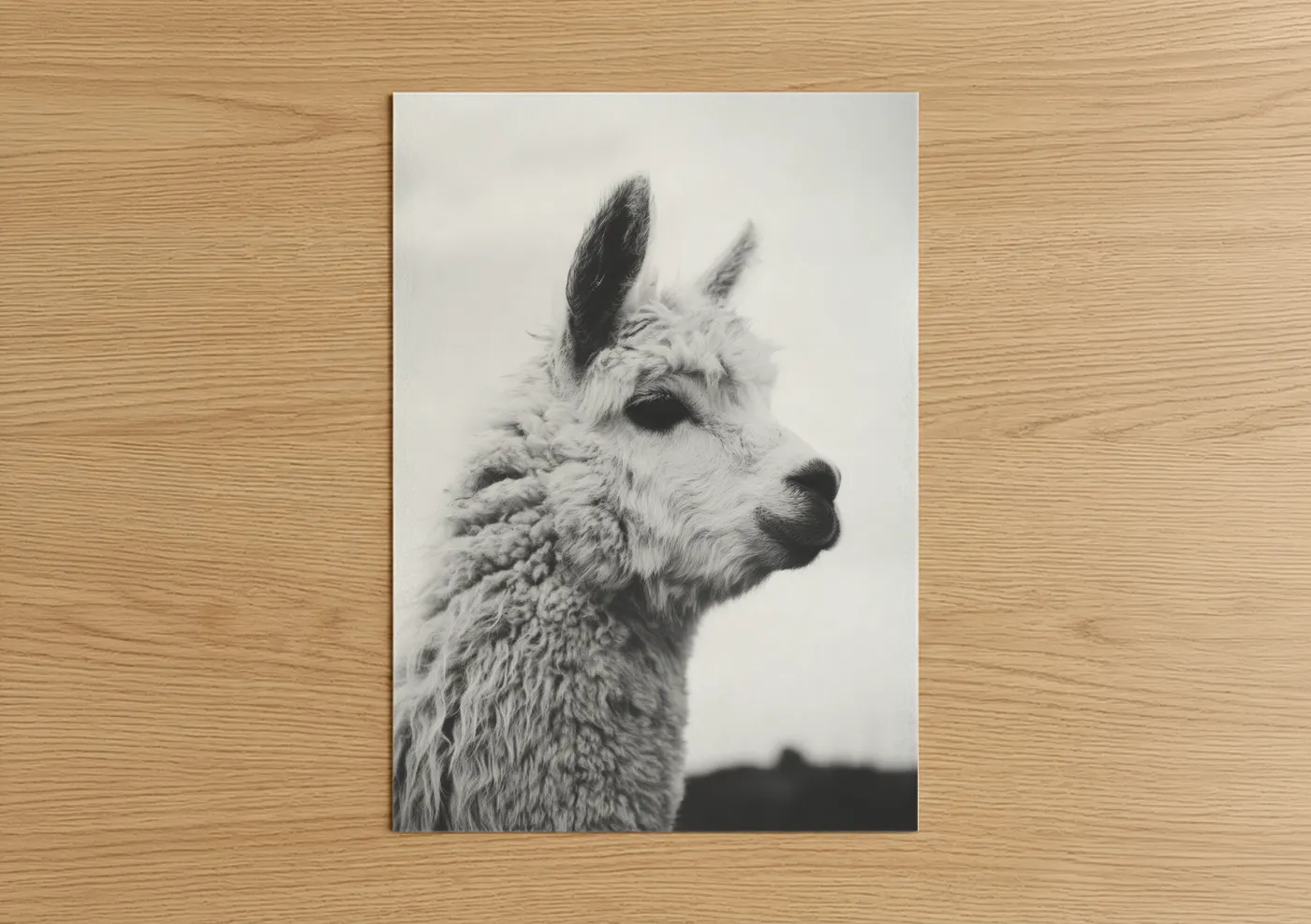 Black and White Alpaca Portrait Photography Wall Art