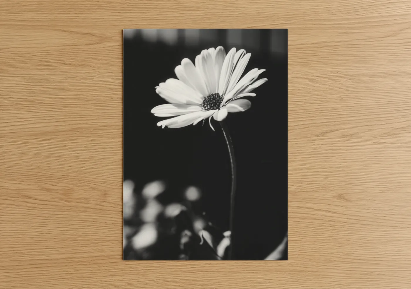 Monochrome Daisy Black White Photography Wall Art