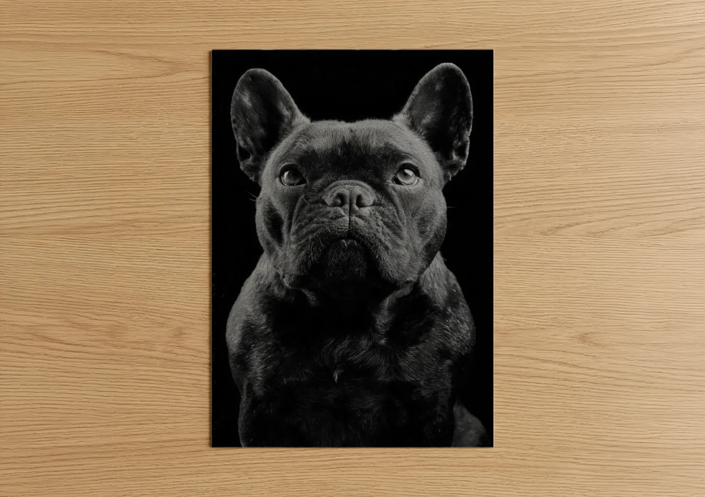 Art print on warm oak wood — black and white palette — Noble Bulldog poster