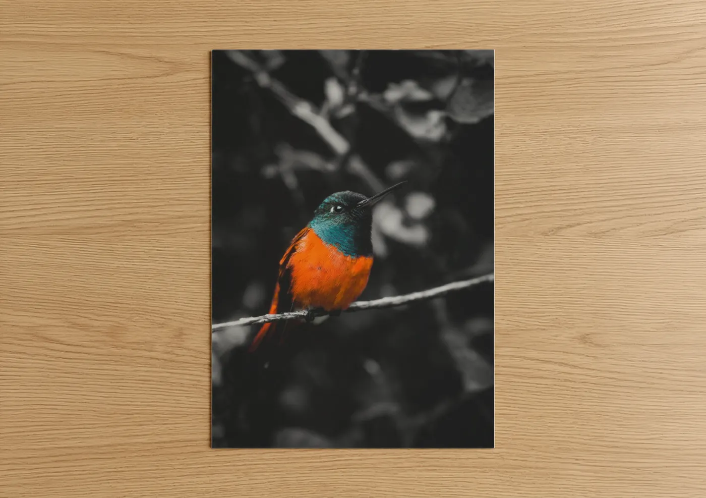 Turquoise Orange Hummingbird Wildlife Photography Wall Art