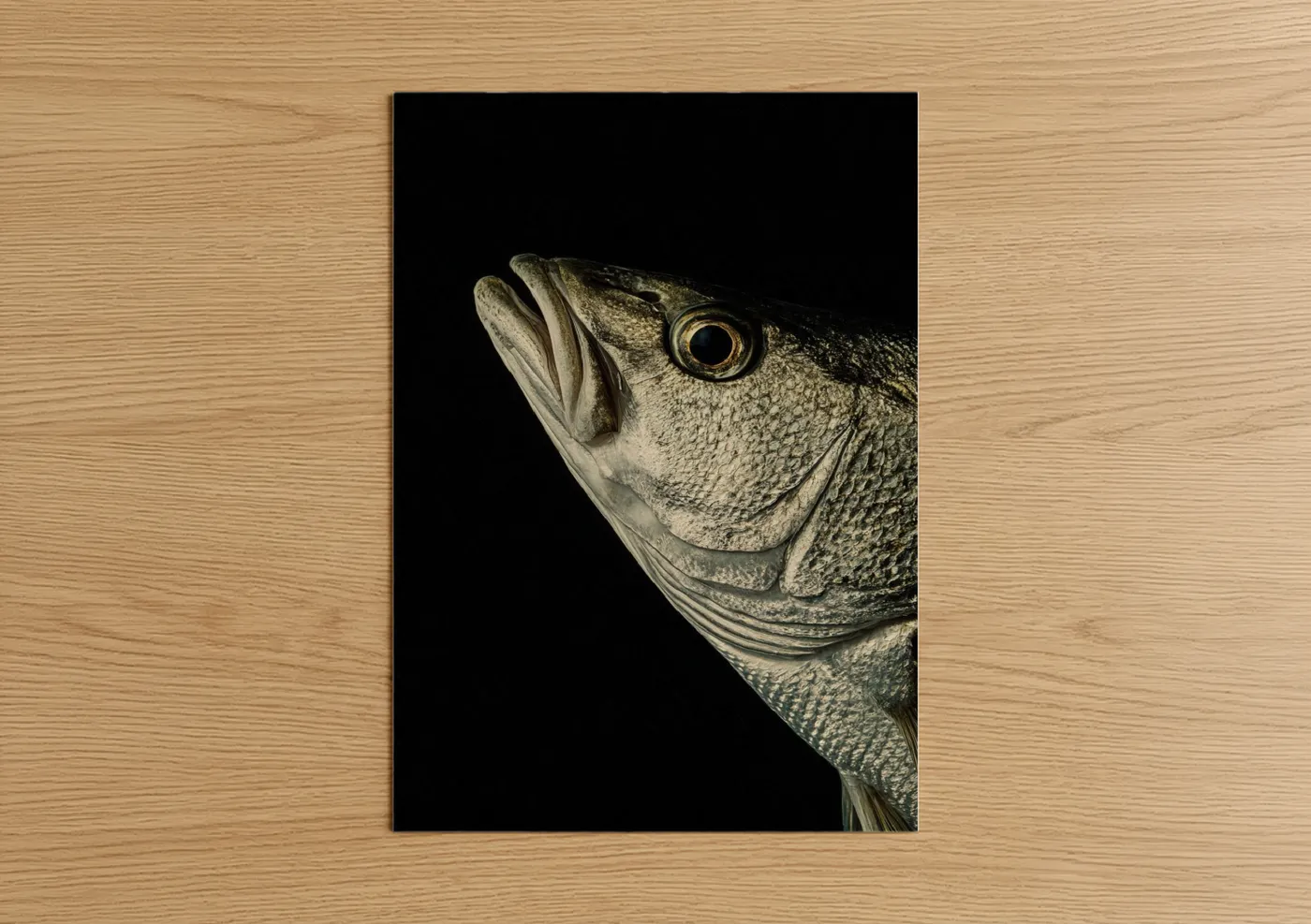 Golden Snook Fish Portrait Photography Wall Art