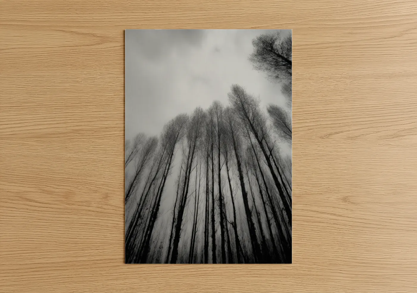 Misty Cedar Forest Black and White Wall Art