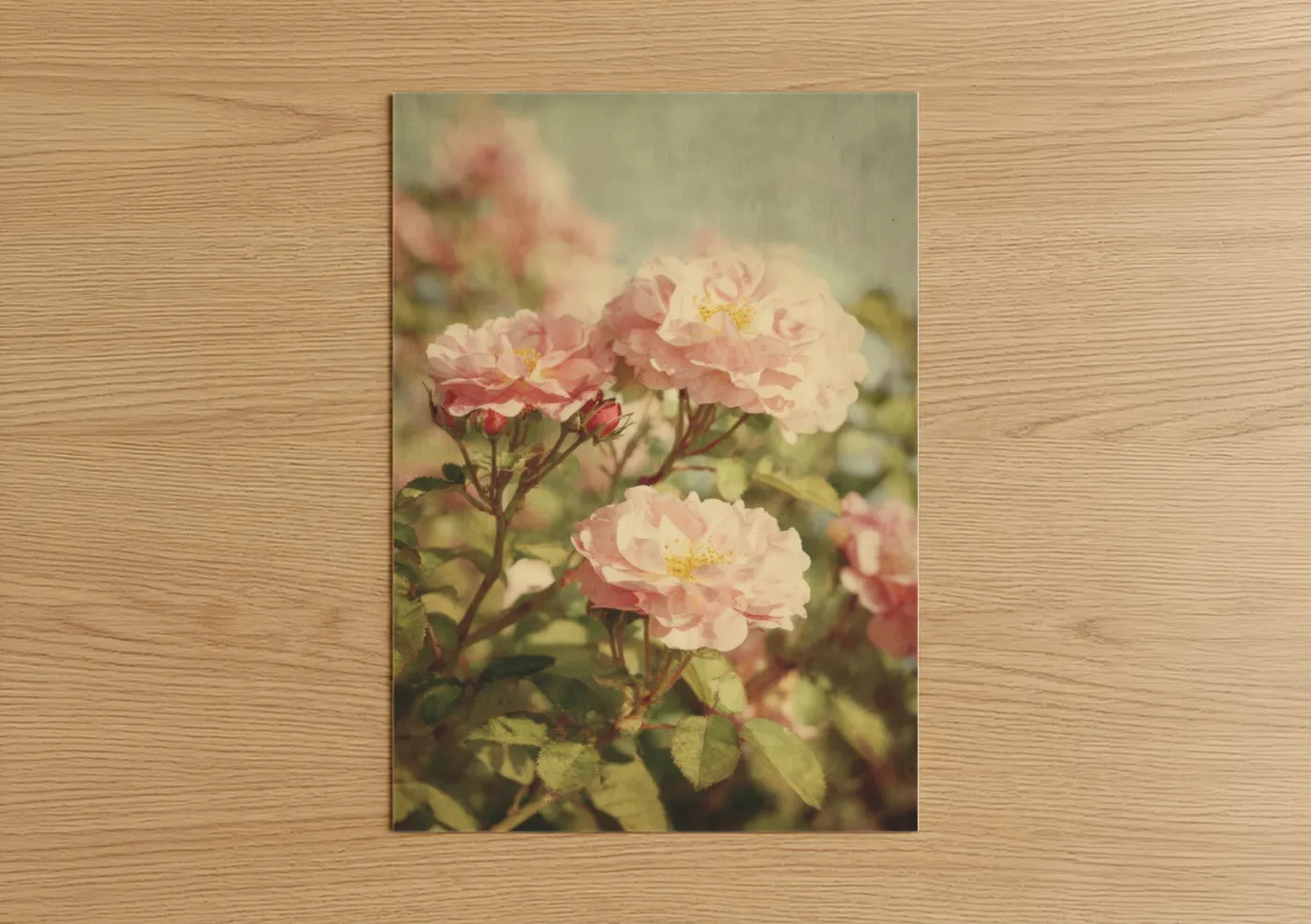 Art print on warm oak wood — pink and sage green palette — Vintage Garden Roses poster