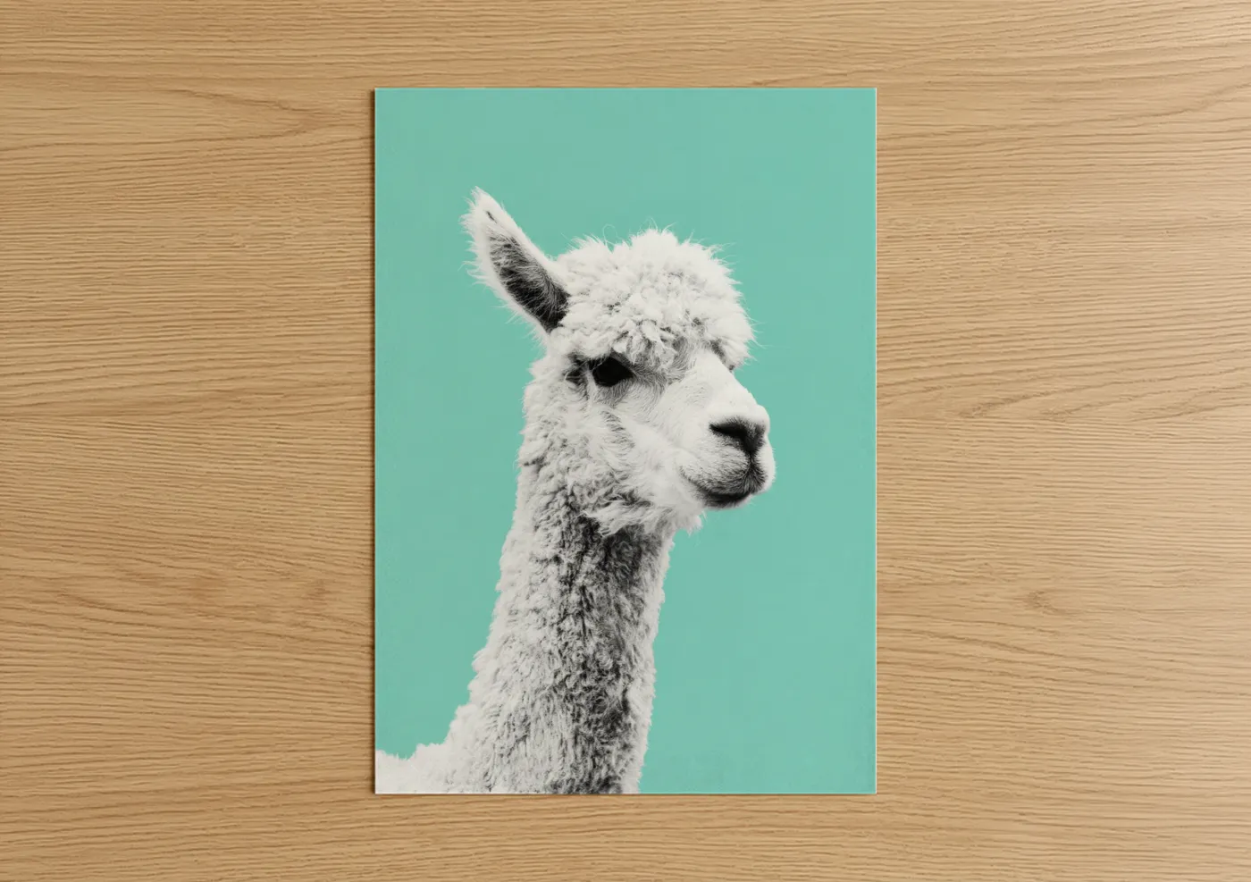 White Alpaca Turquoise Background Wall Art