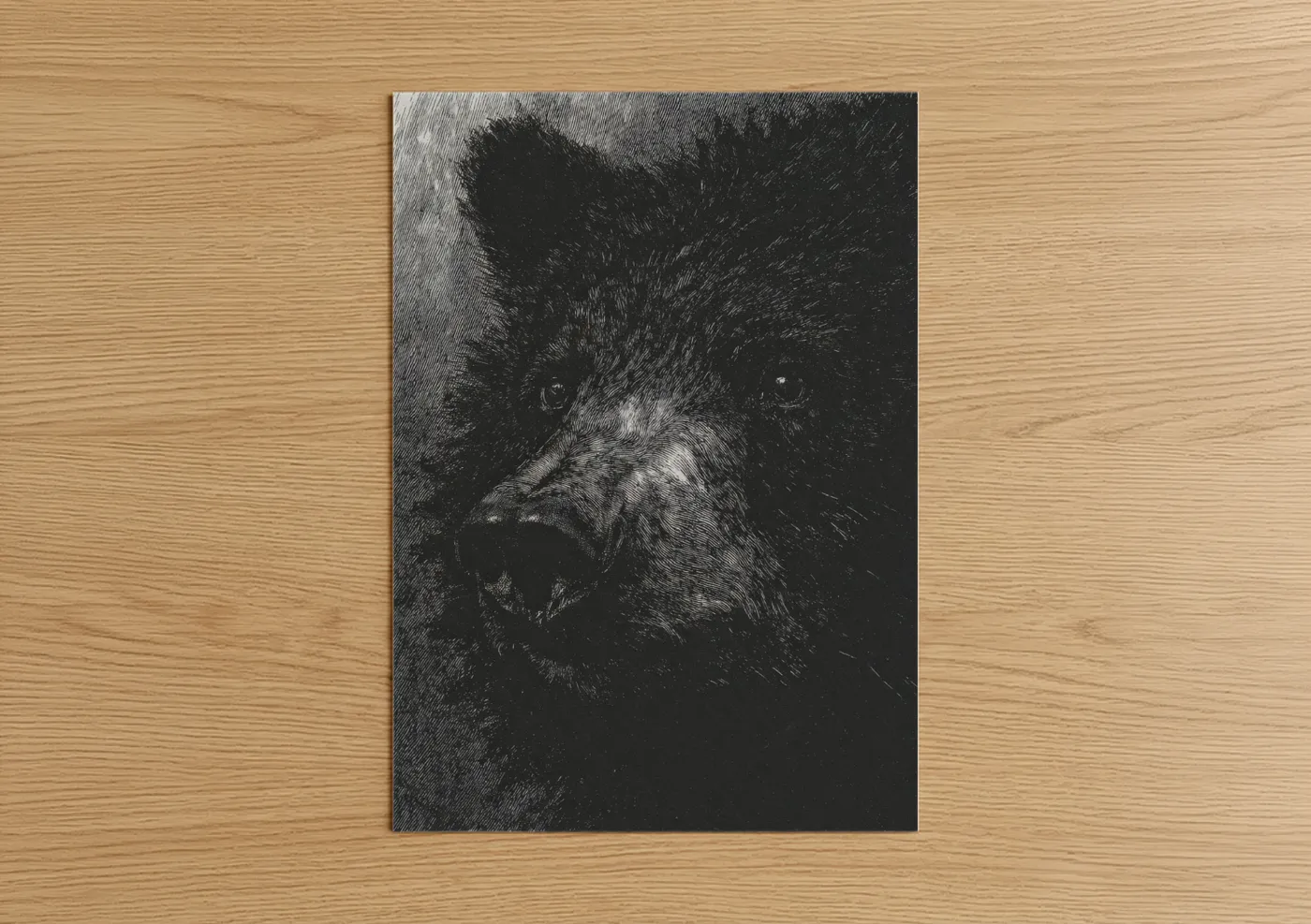 Intense Sloth Bear Wildlife Portrait Wall Art