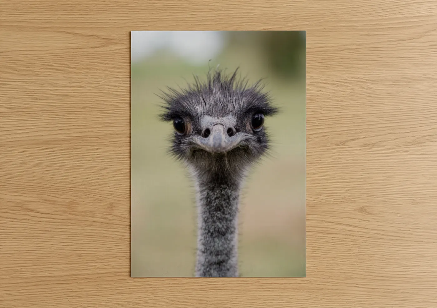 Curious Ostrich Close-Up Wildlife Portrait Wall Art