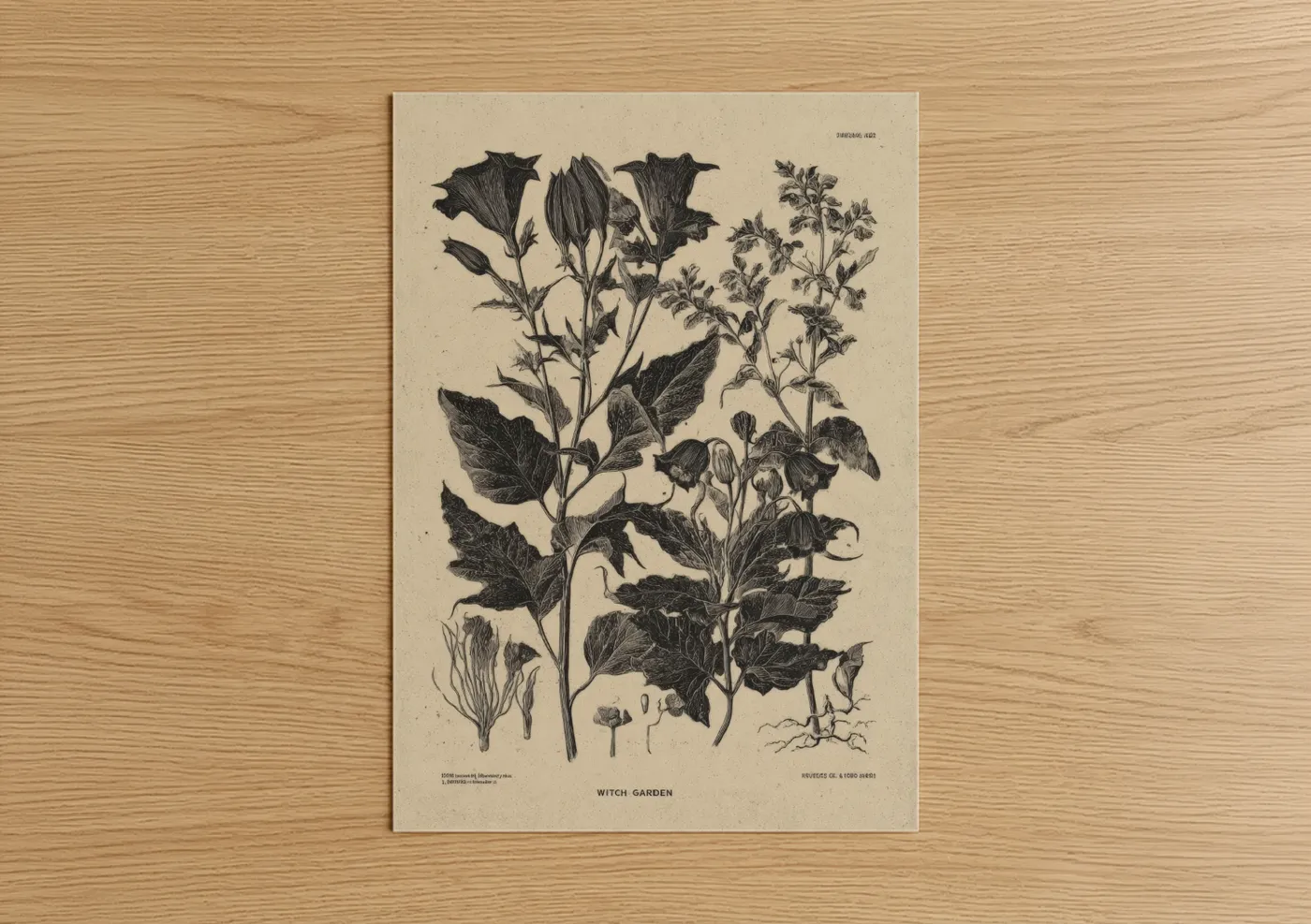 Witch Garden Botanical Engraving Wall Art
