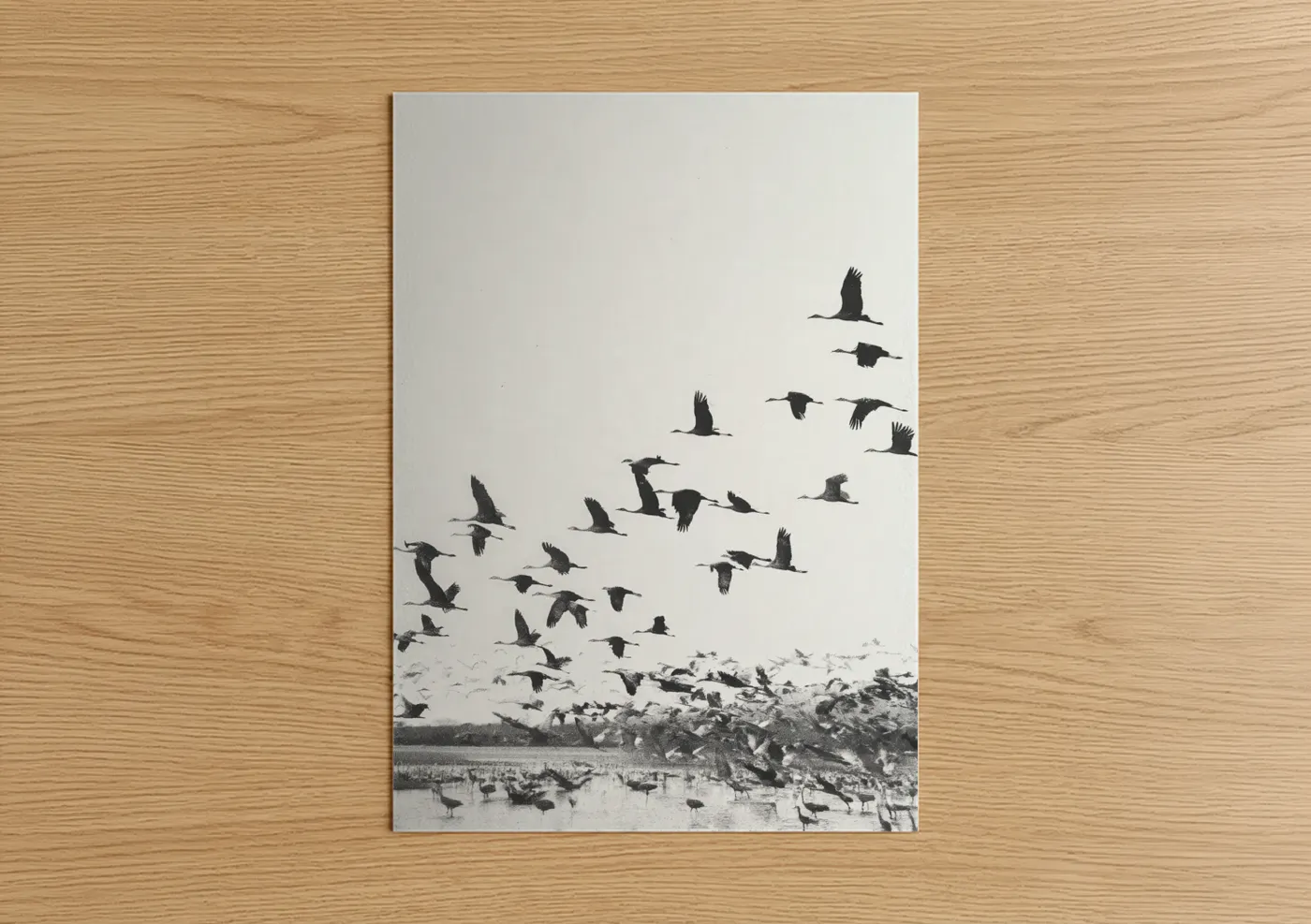Black and White Crane Flock Migration Wall Art