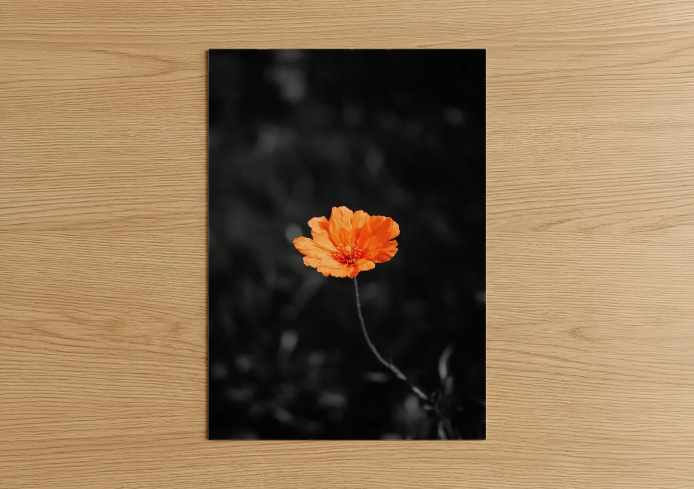 Abstract flower art print on warm oak wood — orange and black and white palette — Vibrant Poppy Bloom poster