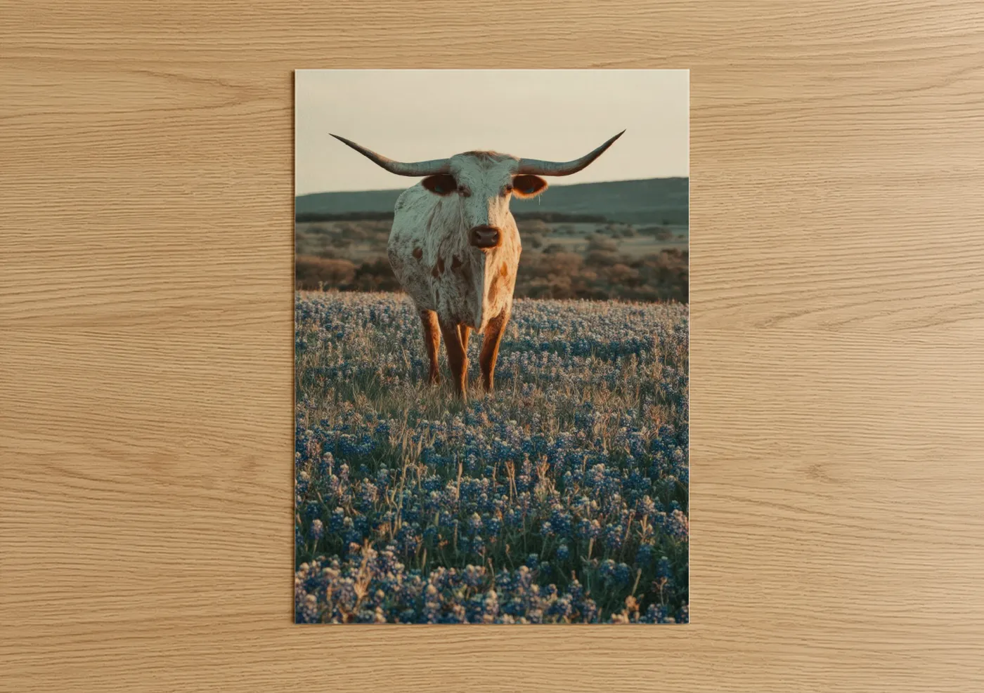 Longhorn Cow Wildflower Field Photography Wall Art