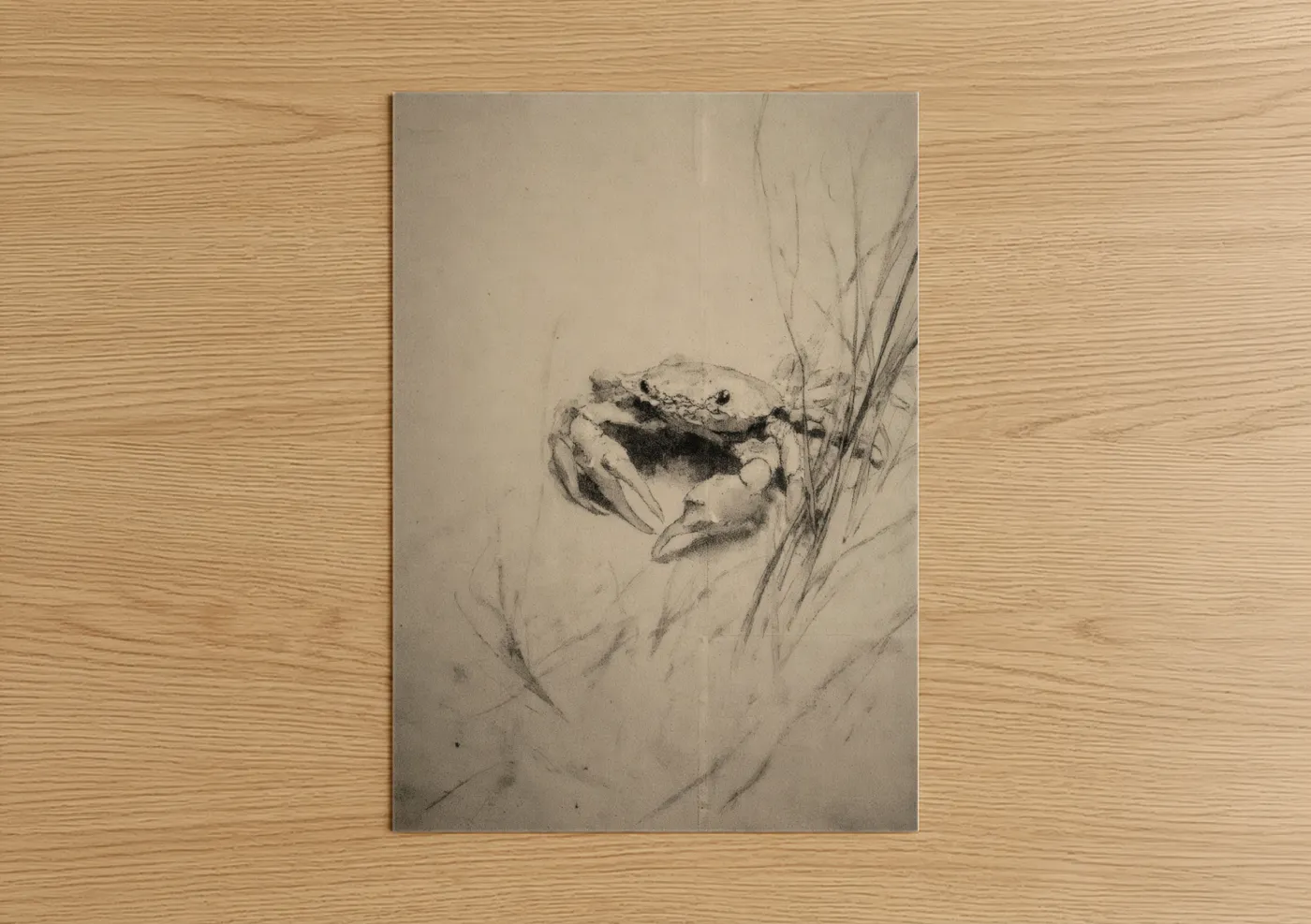 Coastal Crab Sketch Sea Life Wall Art