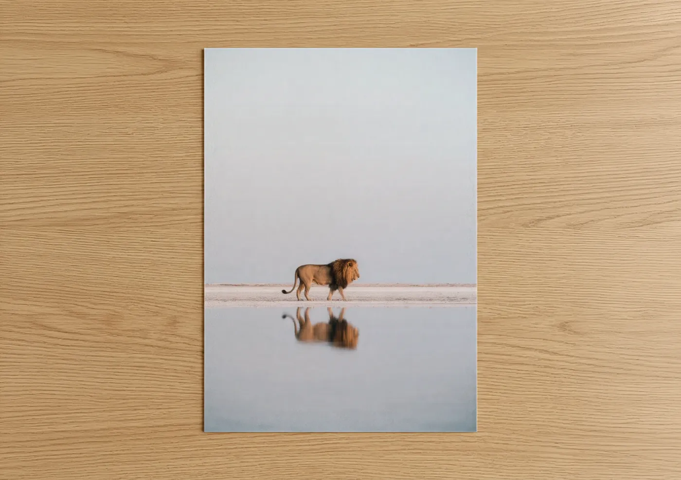 Solitary Lion Water Reflection Wildlife Wall Art