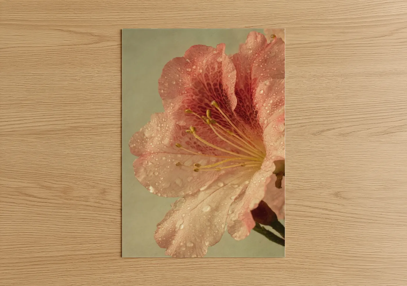 Dewy Rhododendron Pink Flower Close-up Wall Art
