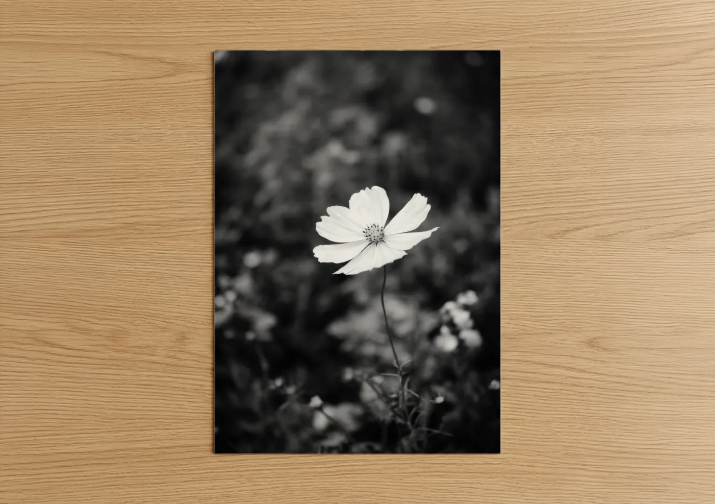 Abstract flower art print on warm oak wood — black and white palette — Solitary Cosmos poster