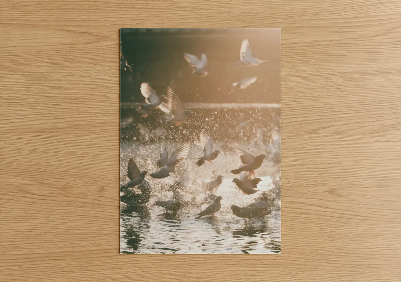 Golden Hour Pigeons Watercolor Wall Art