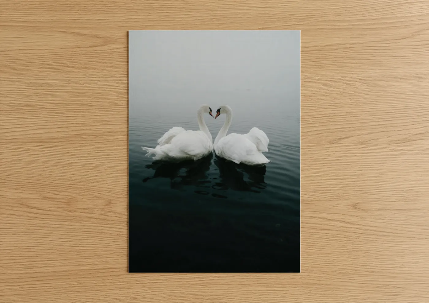 Art print on warm oak wood — white and gray and white palette — Heart Swans poster