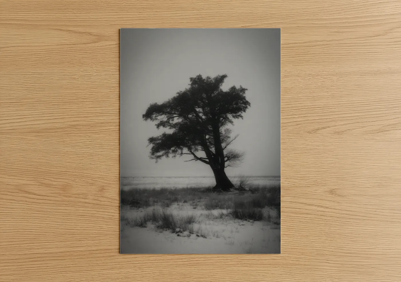 Solitary Cedar Tree Coastal Landscape Wall Art