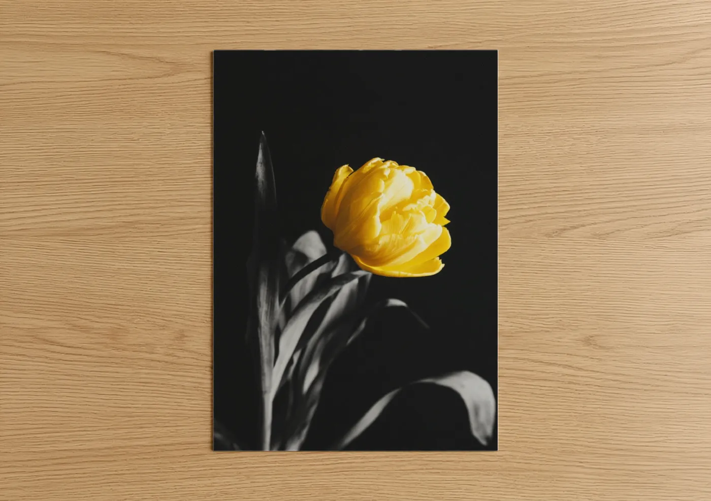 Golden Tulip Yellow Flower Dark Background Wall Art