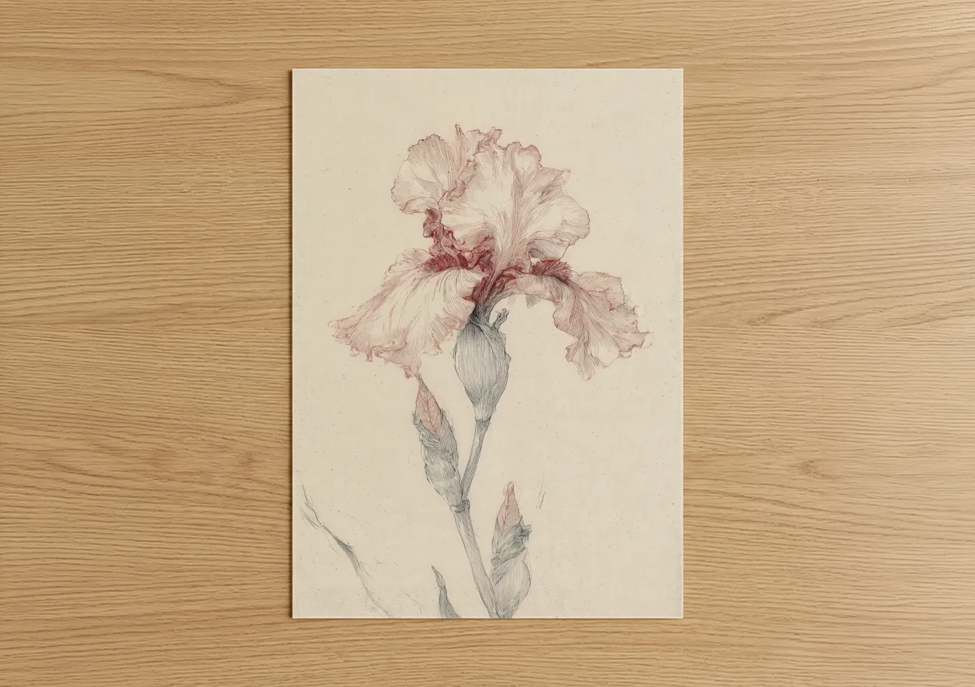 Blush Iris Botanical Line Drawing Wall Art