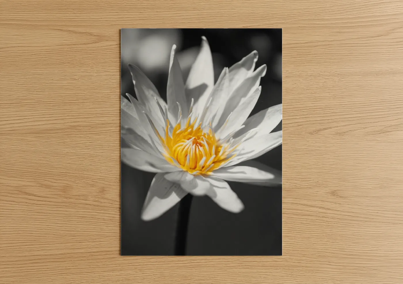 Golden Lotus Bloom Black and White Wall Art