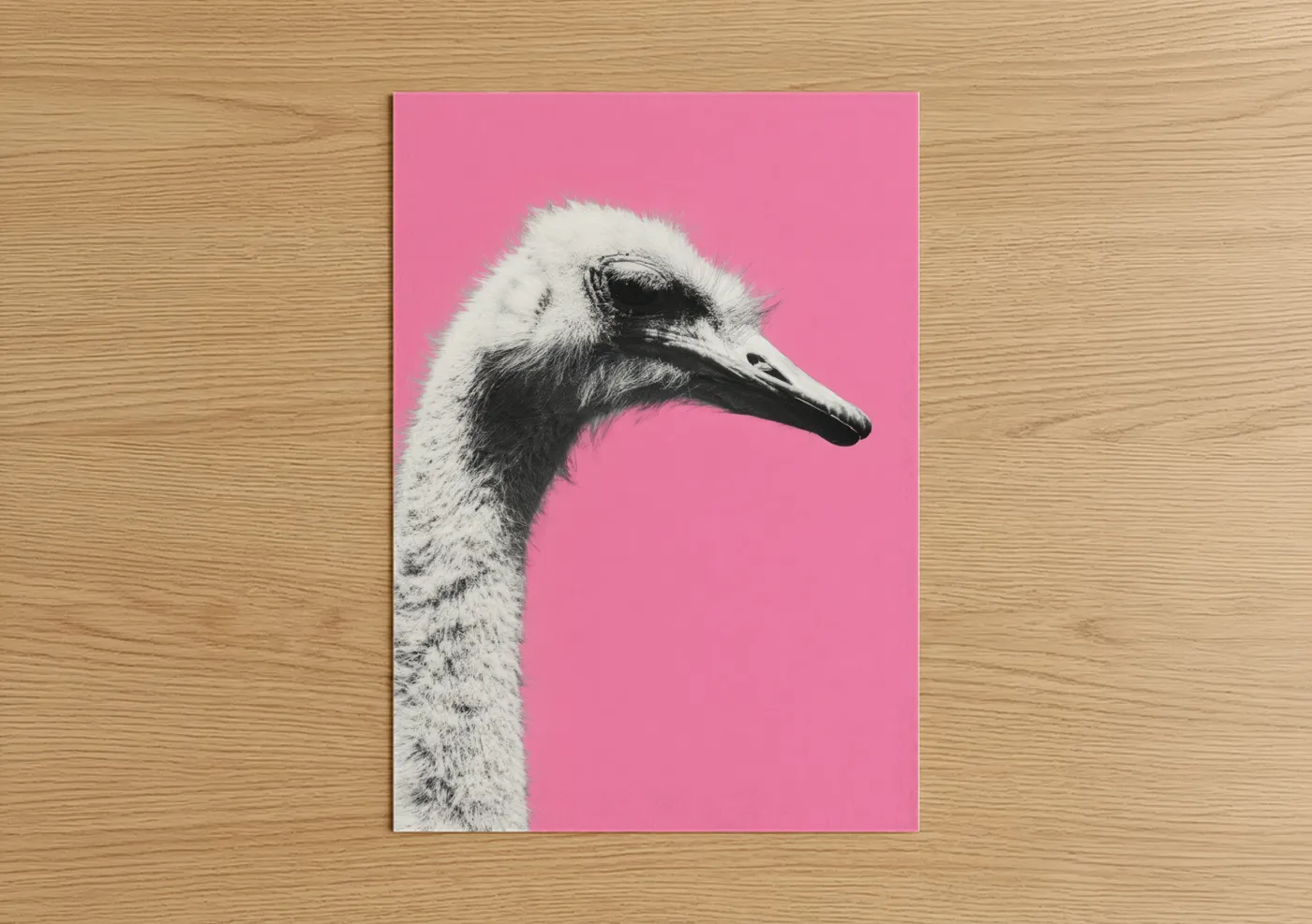 Art print on warm oak wood — black and white and pink palette — Pink Ostrich poster