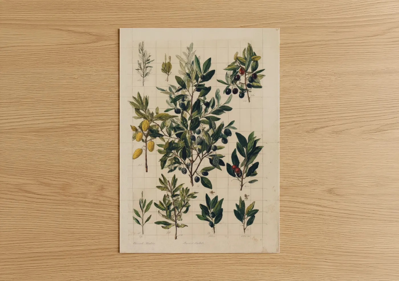 Art print on warm oak wood — green and cream palette — Olive Tree Botanical poster
