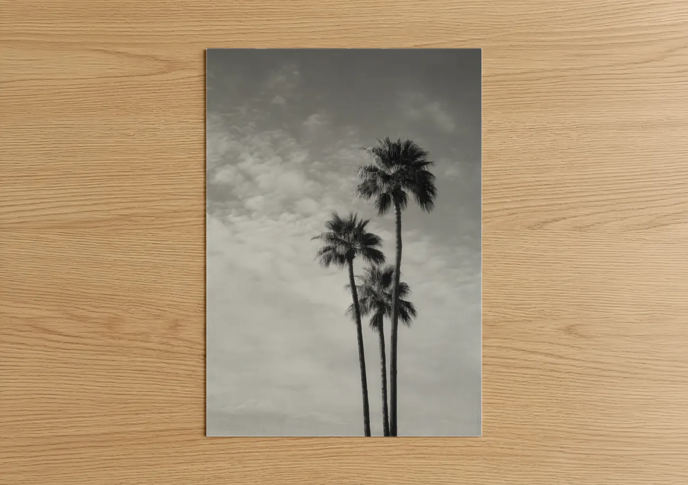 Palm tree art print on warm oak wood — black and white and gray palette — Coastal Palm Trio poster