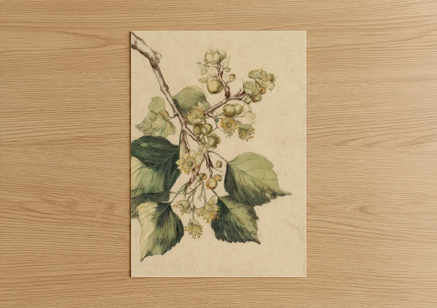 Linden Tree Botanical Illustration Wall Art