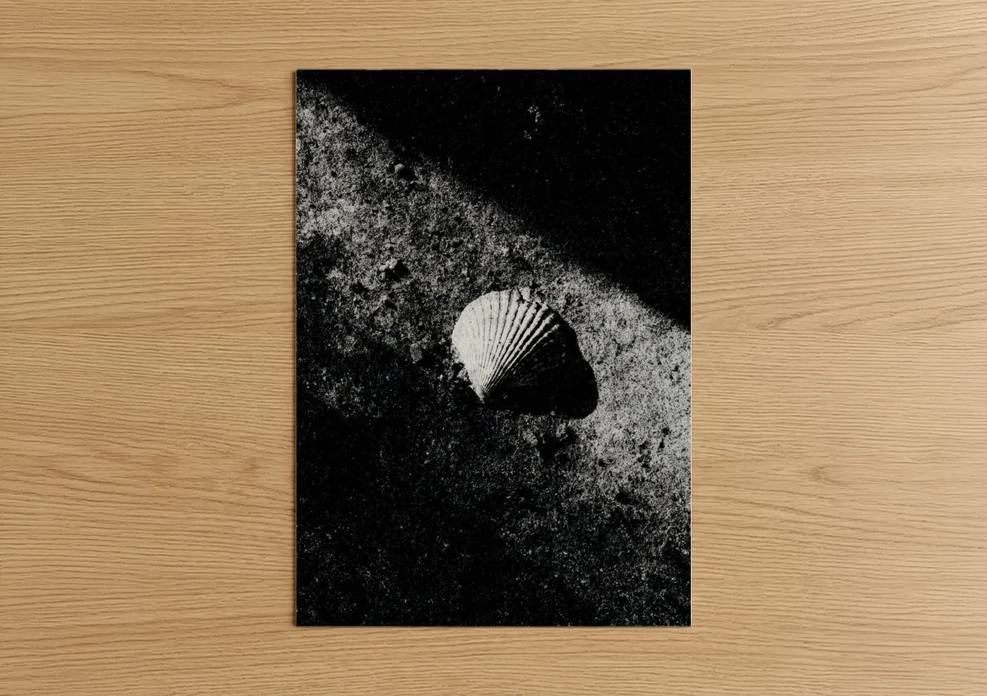 Seashell art print on warm oak wood — black and white palette — Coastal Shell Study poster