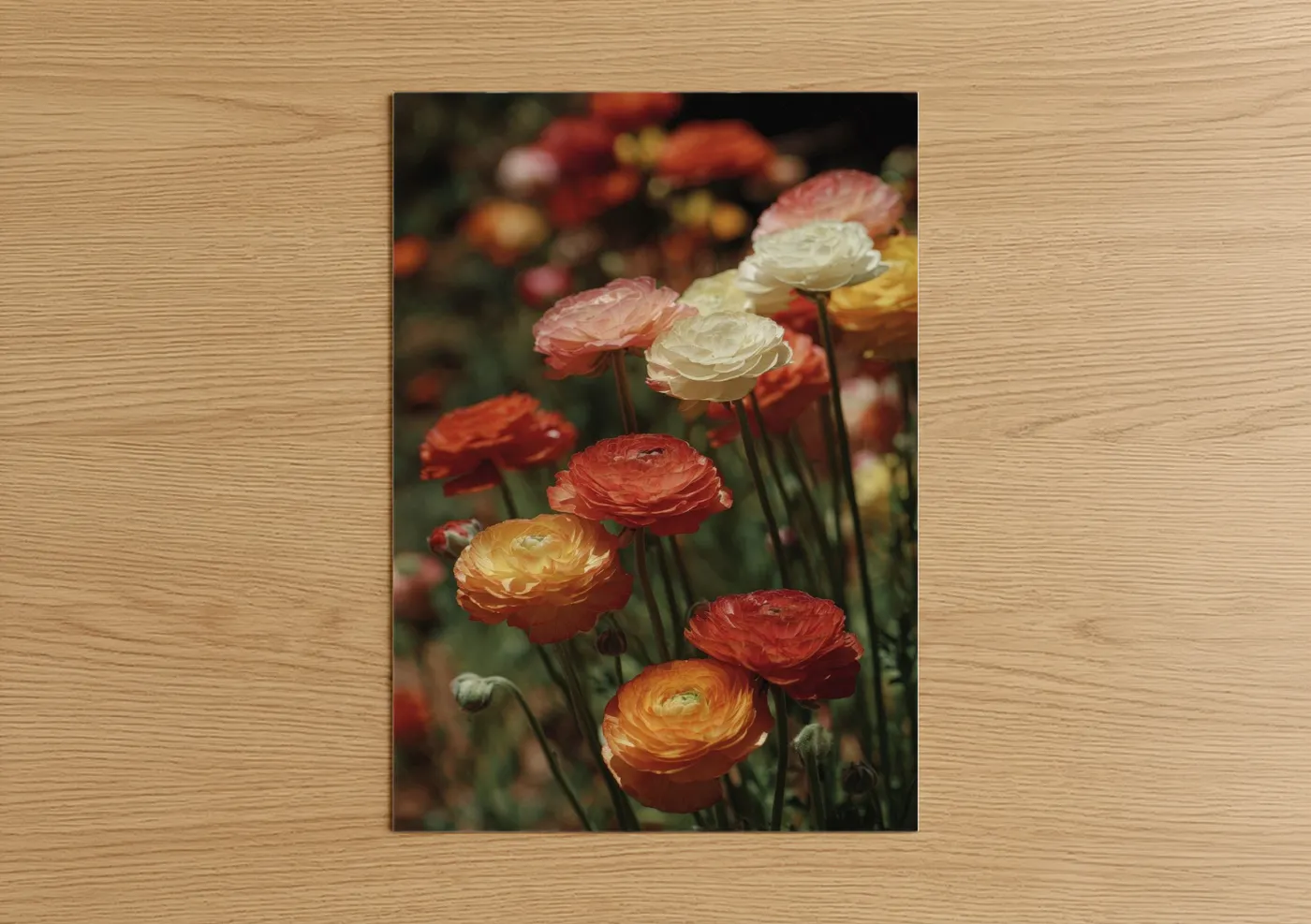 Sunset Ranunculus Flower Garden Photography Wall Art