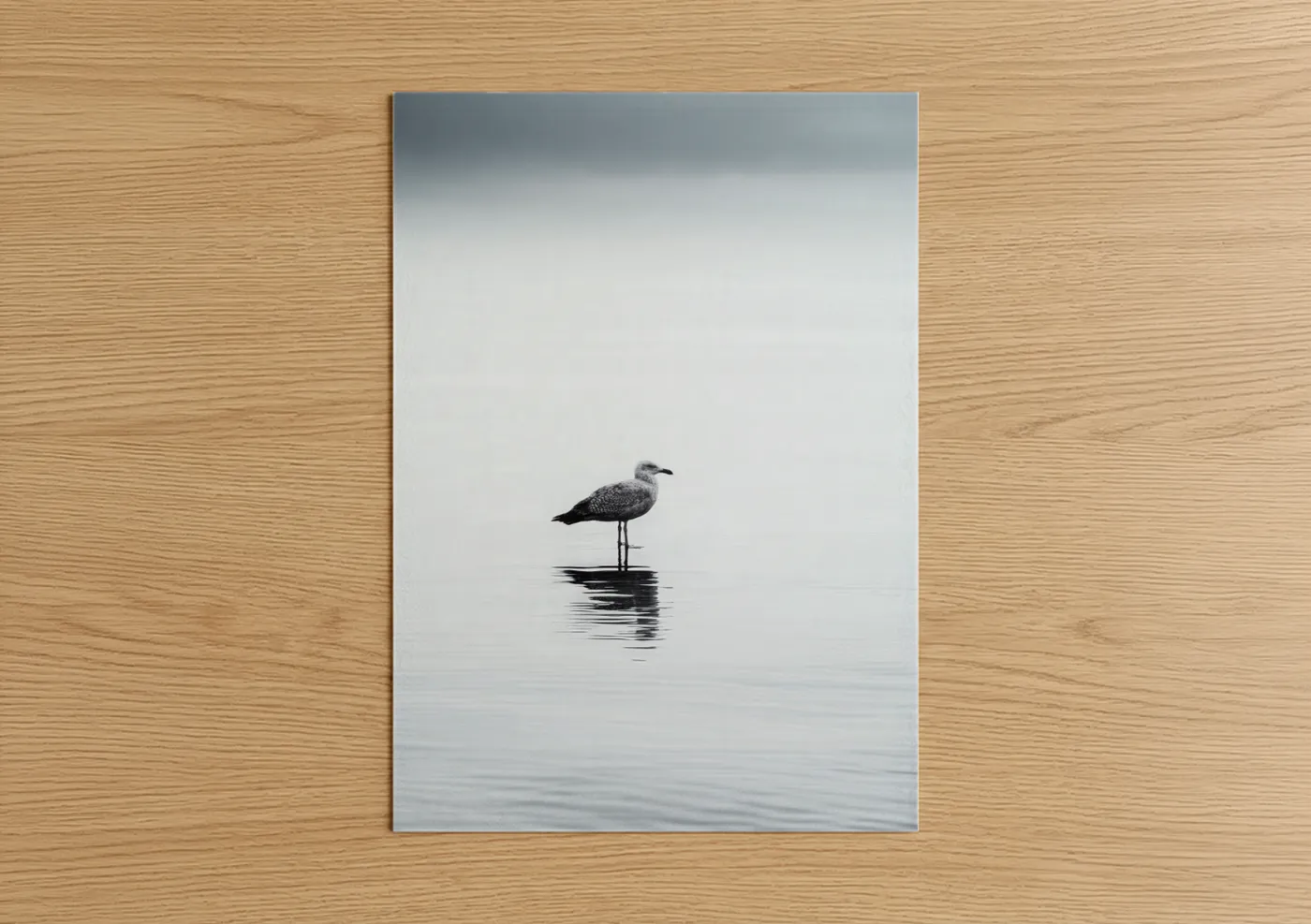 Solitary Seagull Coastal Water Photography Wall Art