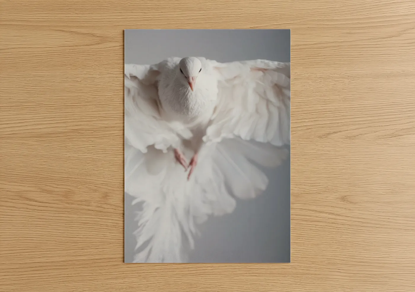 White Pigeon in Flight Photography Wall Art