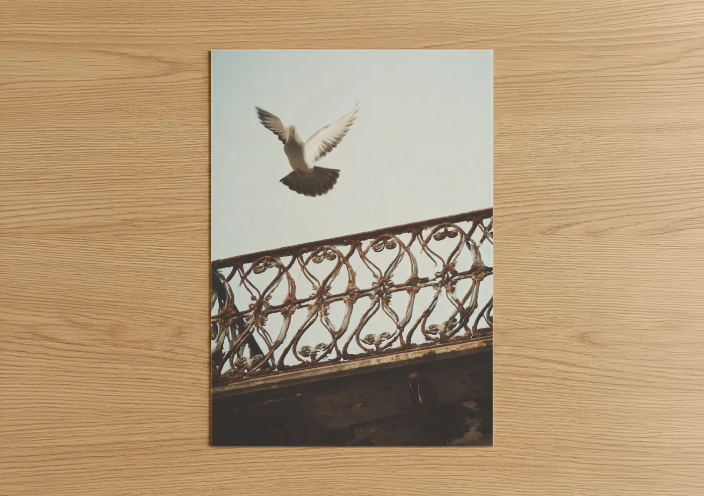 Art print on warm oak wood — white and gray palette — Ascending Pigeon poster