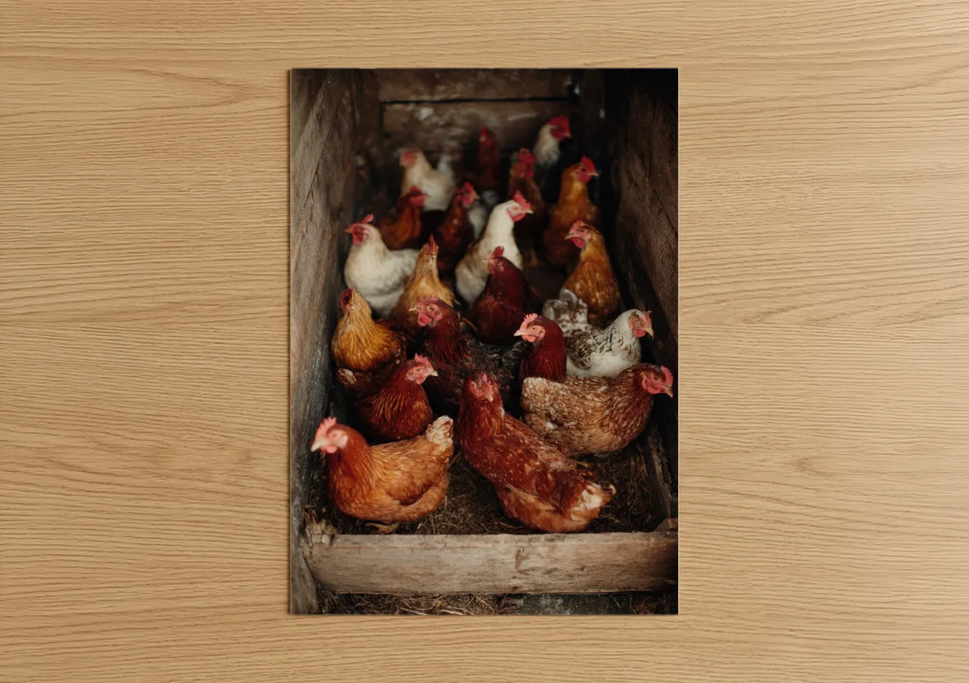 Chicken and roosters art print on warm oak wood — russet and cream palette — Rustic Henhouse Flock poster