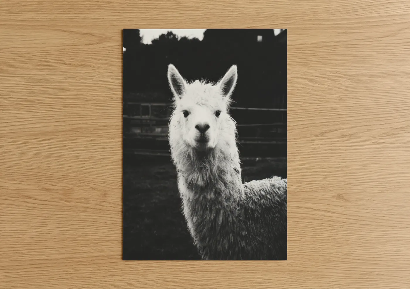 White Alpaca Portrait Black and White Wall Art