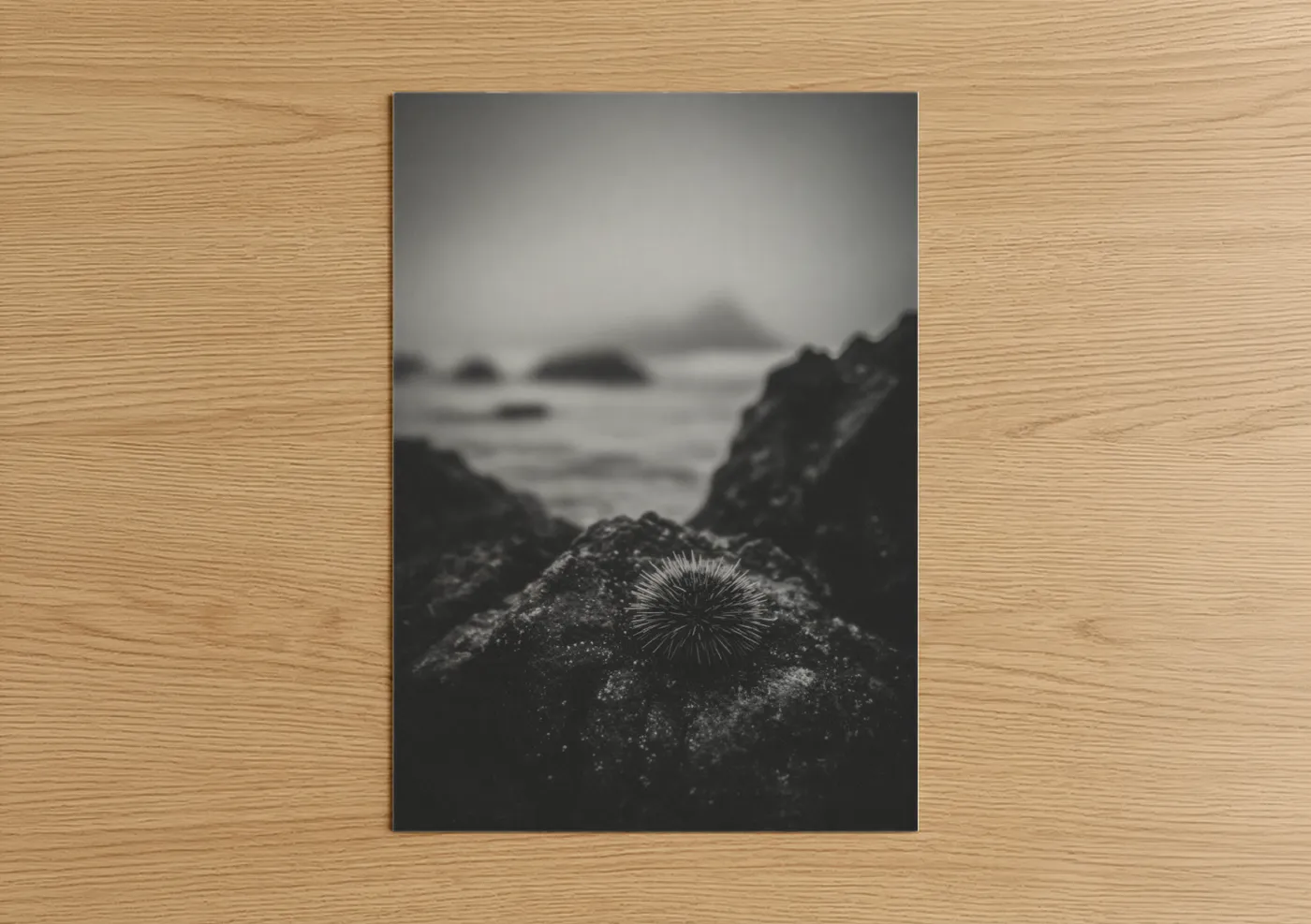 Sea Urchin Coastal Black and White Wall Art