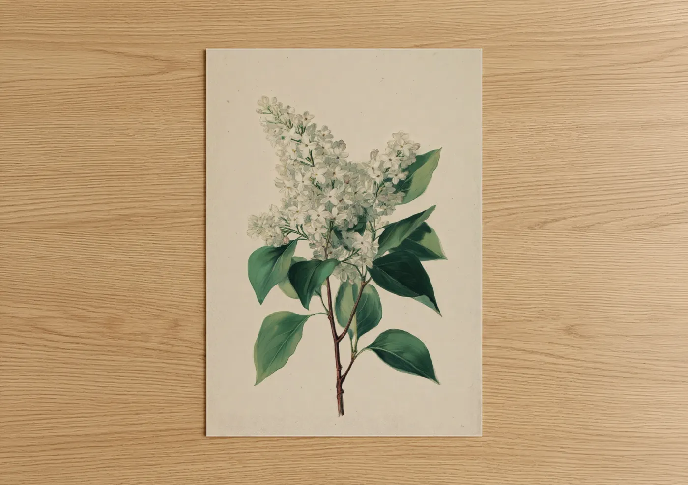 Art print on warm oak wood — cream and dark green palette — White Lilac Botanicals poster