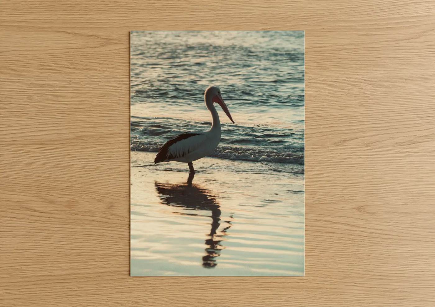 Coastal Pelican Beach Photography Wall Art
