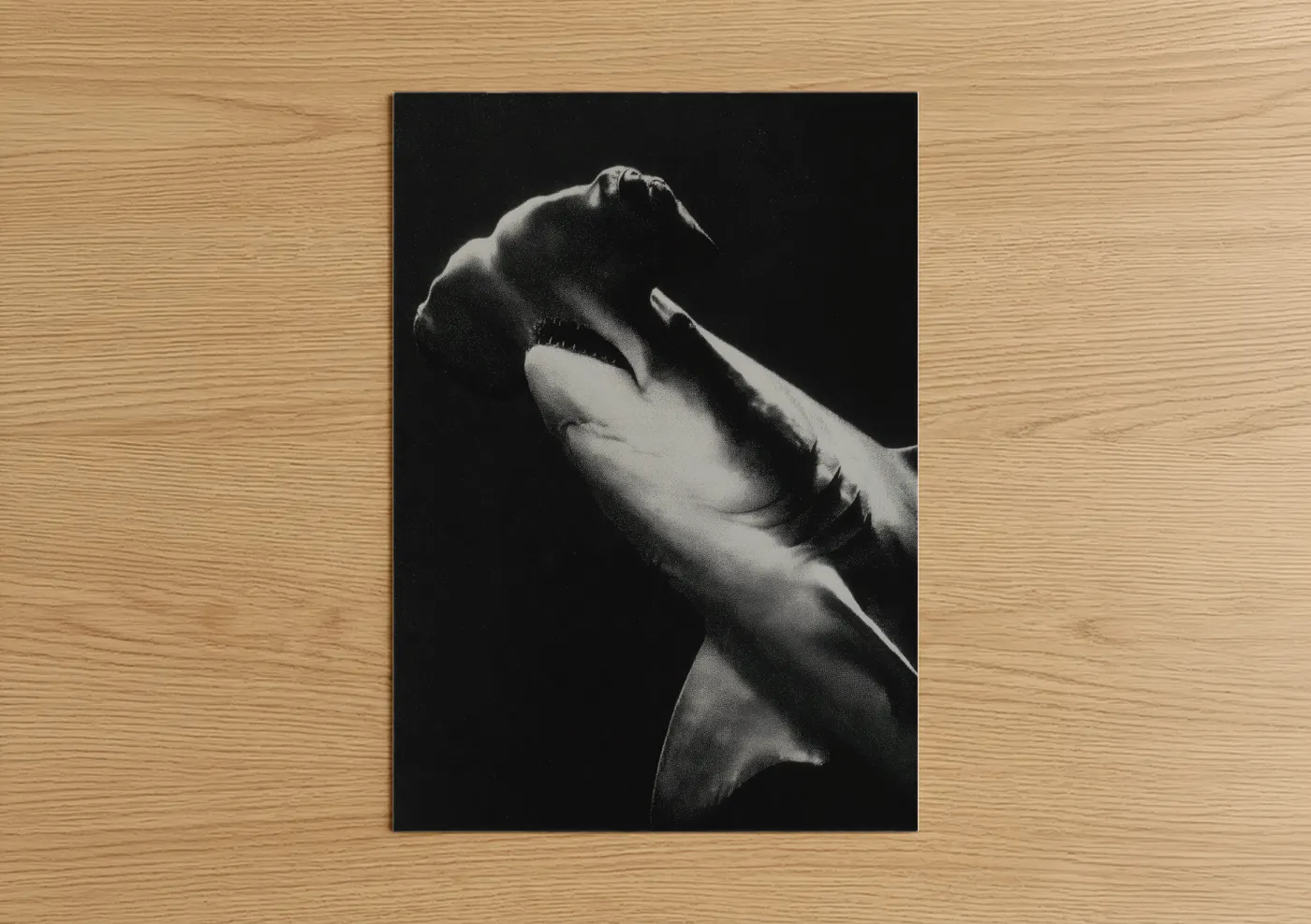 Hammerhead Shark Black White Photography Wall Art