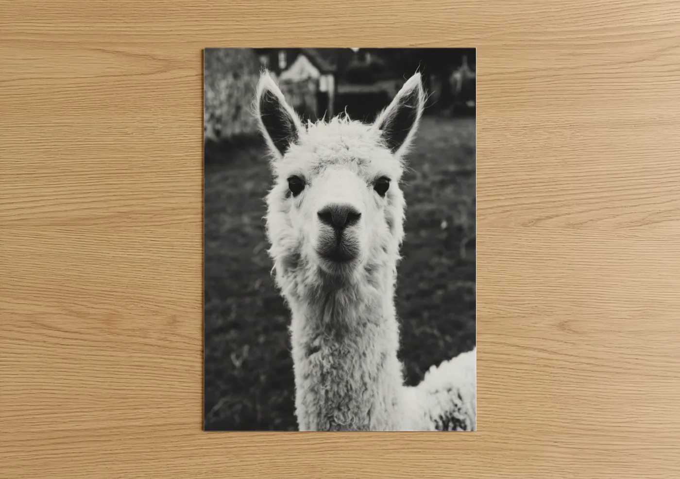 Art print on warm oak wood — black and white palette — Curious Alpaca poster