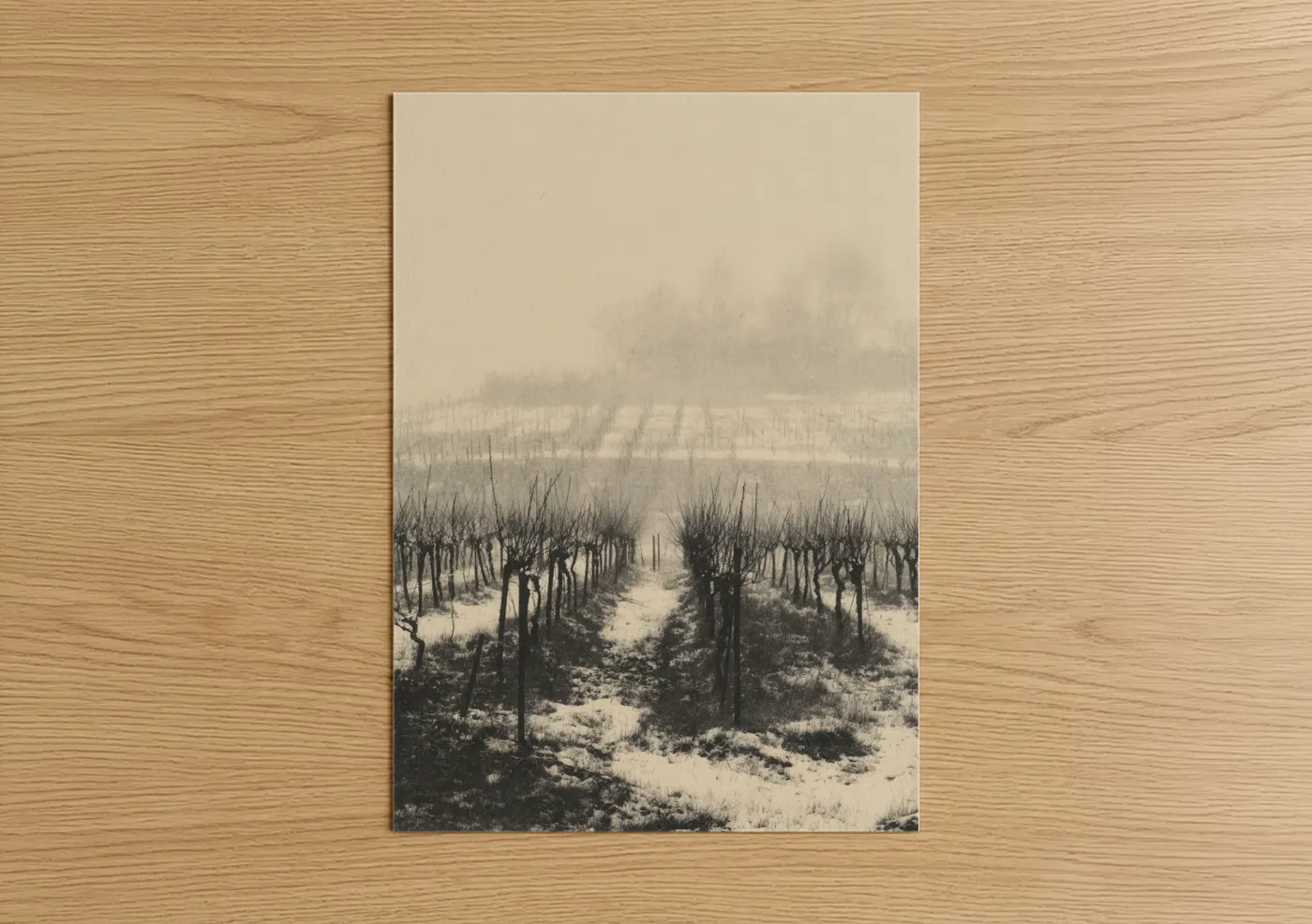 Frosted Vineyard Winter Landscape Wall Art