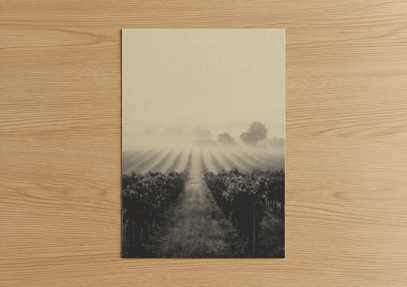 Misty Vineyard Morning Landscape Wall Art